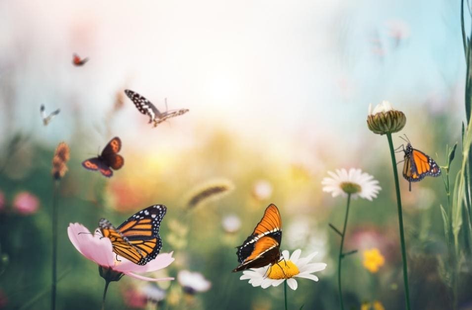 Have you been struck by the Business Butterfly Syndrome?