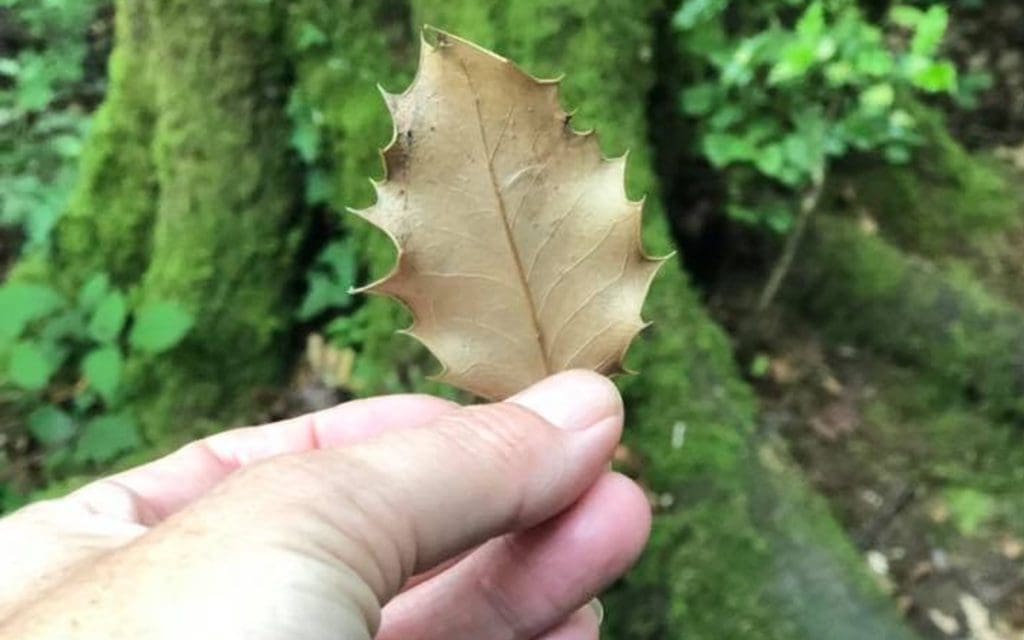 Leaf Ego Poem