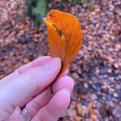 A person's hand embracing nature, clasping an orange leaf amidst an abundance of foliage.